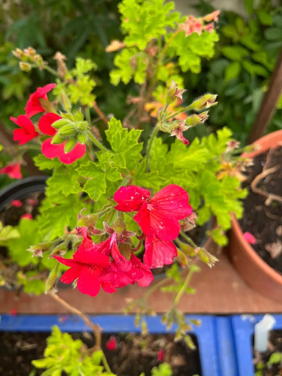 Beautifully Scented Plants - Image 3
