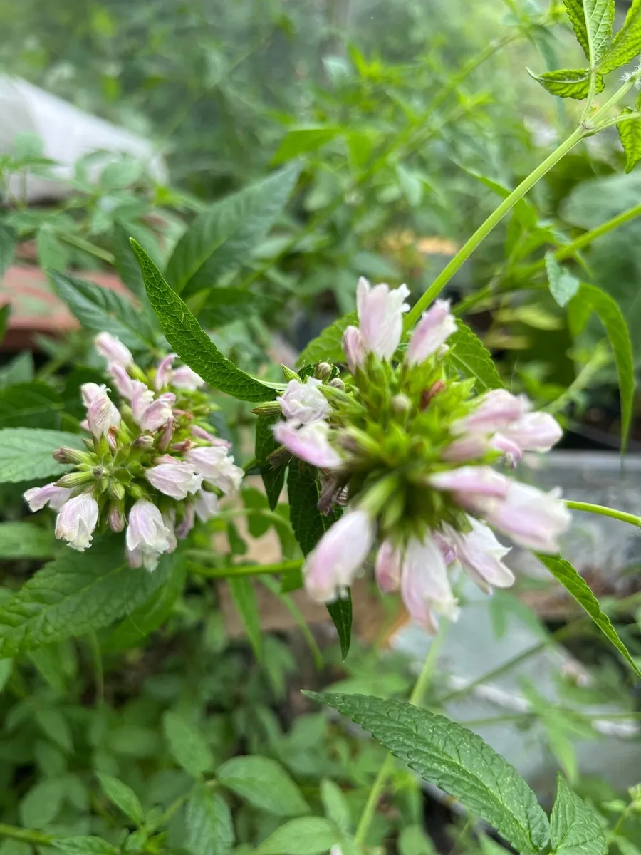 Beautifully Scented Plants - Image 4