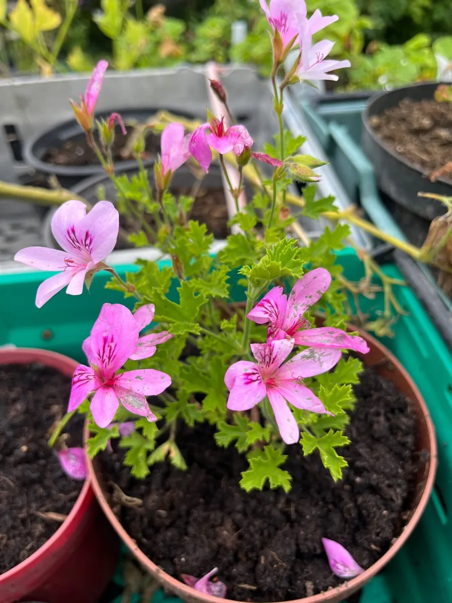 Beautifully Scented Plants - Image 1
