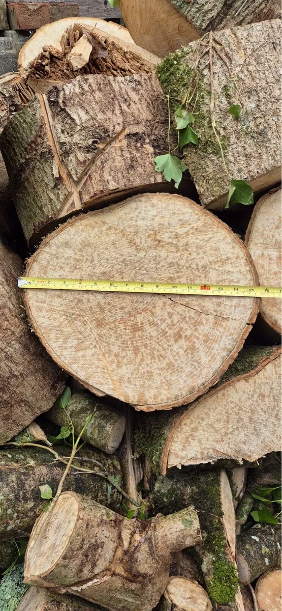 Ash Timber - Image 3
