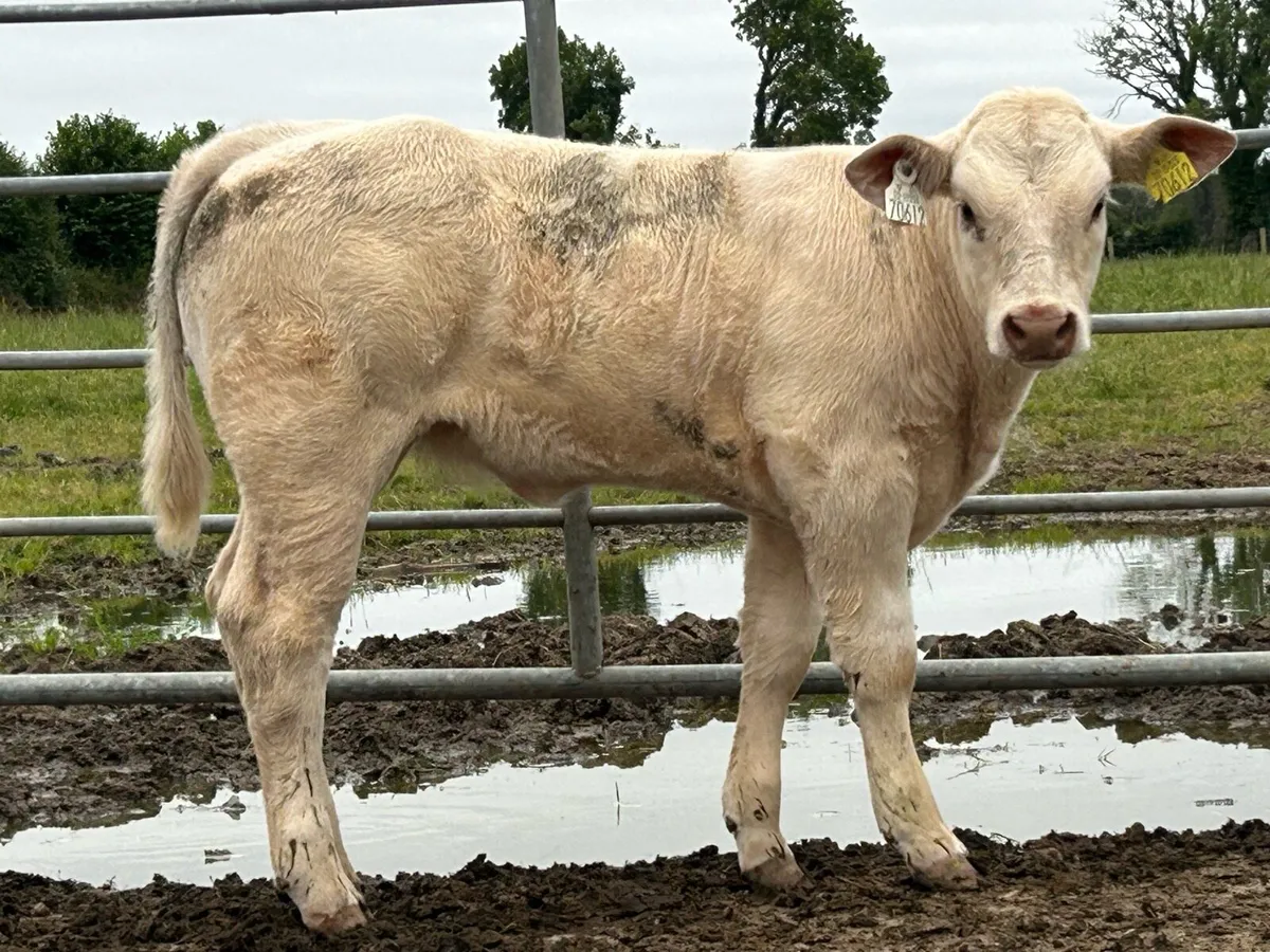 First calved heifer with u grade heifer calf - Image 2