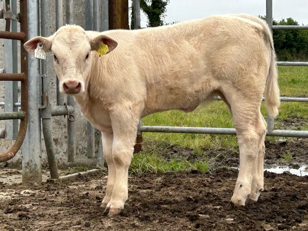 First calved heifer with u grade heifer calf - Image 3