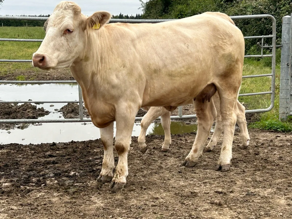 First calved heifer with u grade heifer calf - Image 4