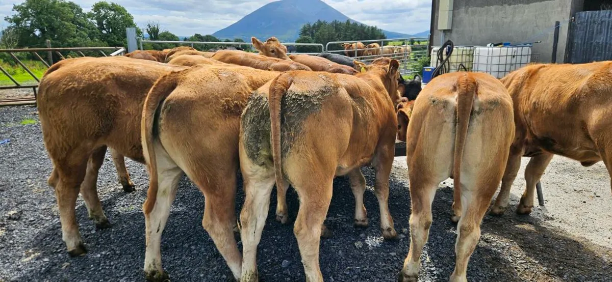 15 Exceptional U Grade LMX Heifers* - Image 2