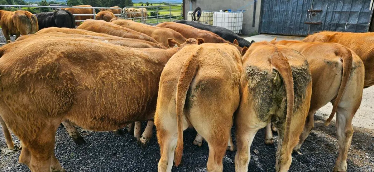 15 Exceptional U Grade LMX Heifers* - Image 3
