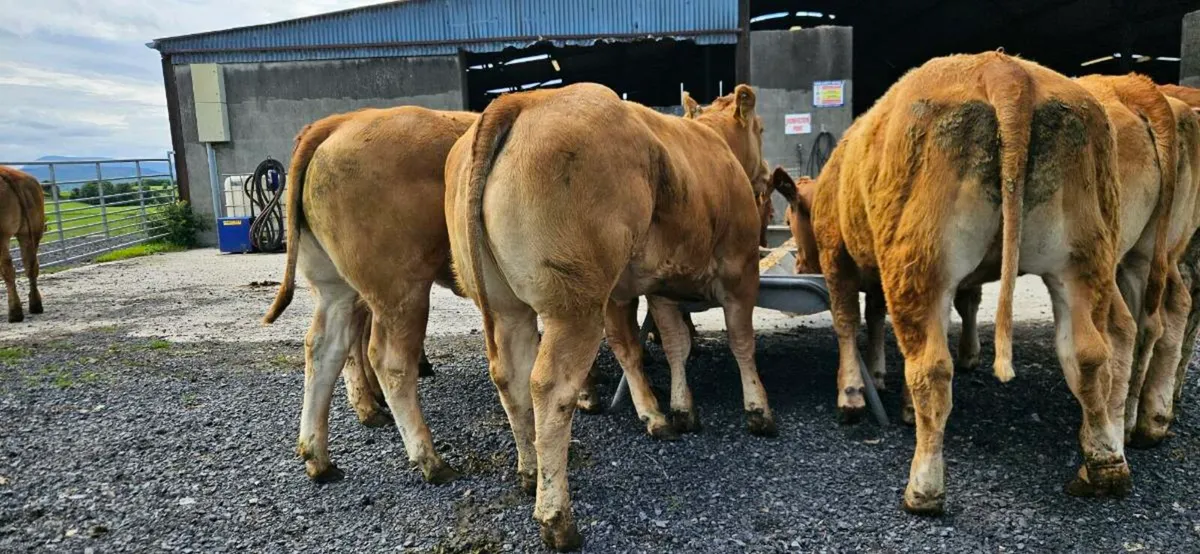 15 Exceptional U Grade LMX Heifers* - Image 4