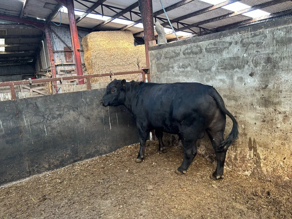 Bull - Image 1