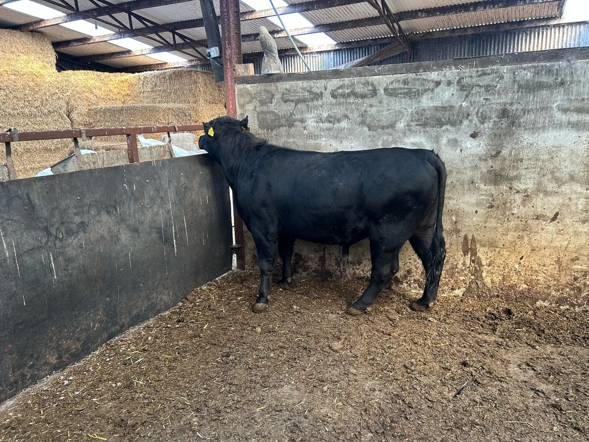Bull - Image 2