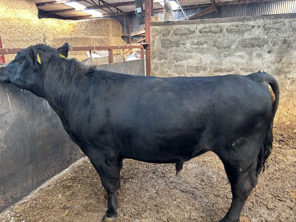 Bull - Image 3