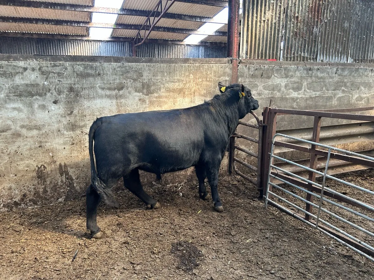 Bull - Image 4