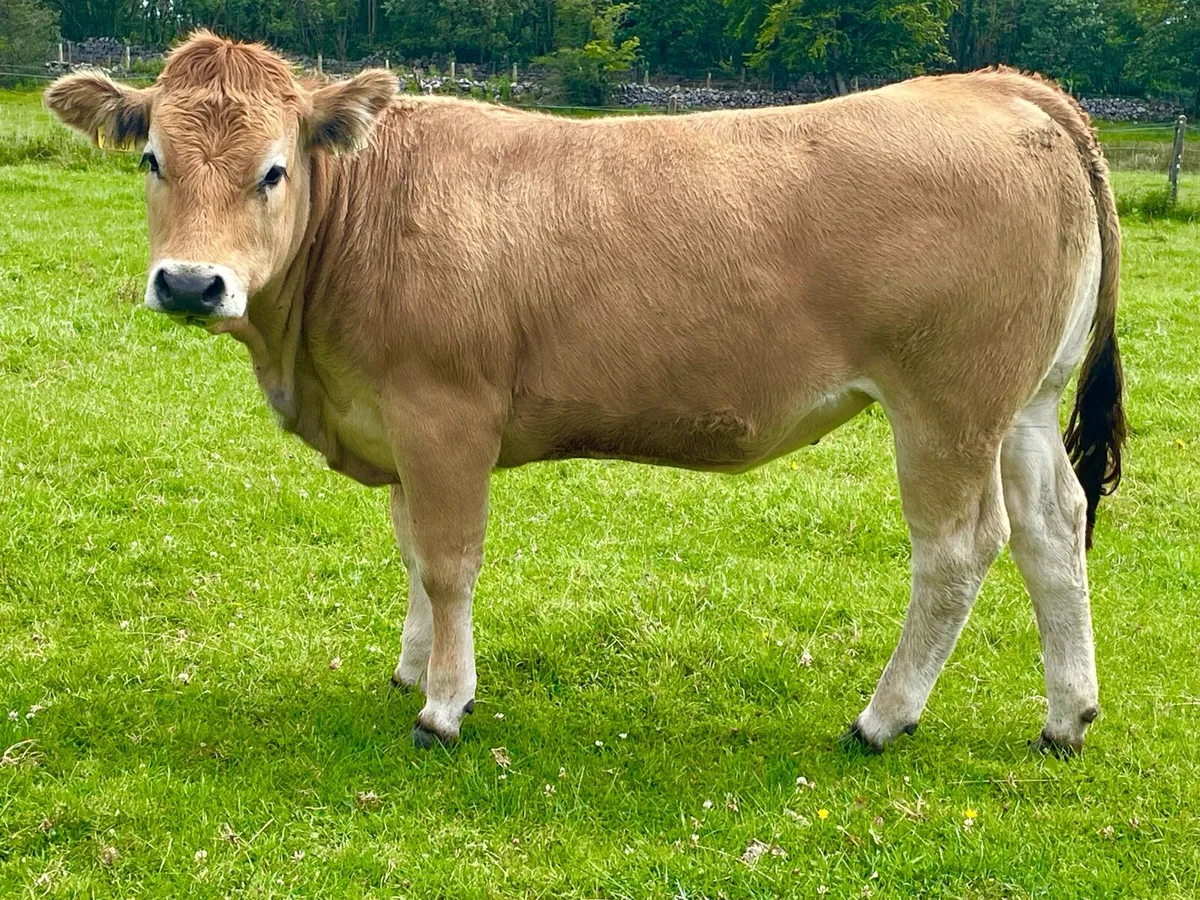 Organic heifer - Image 1