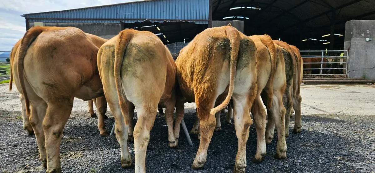 15 Exceptional U Grade LMX Heifers* - Image 1