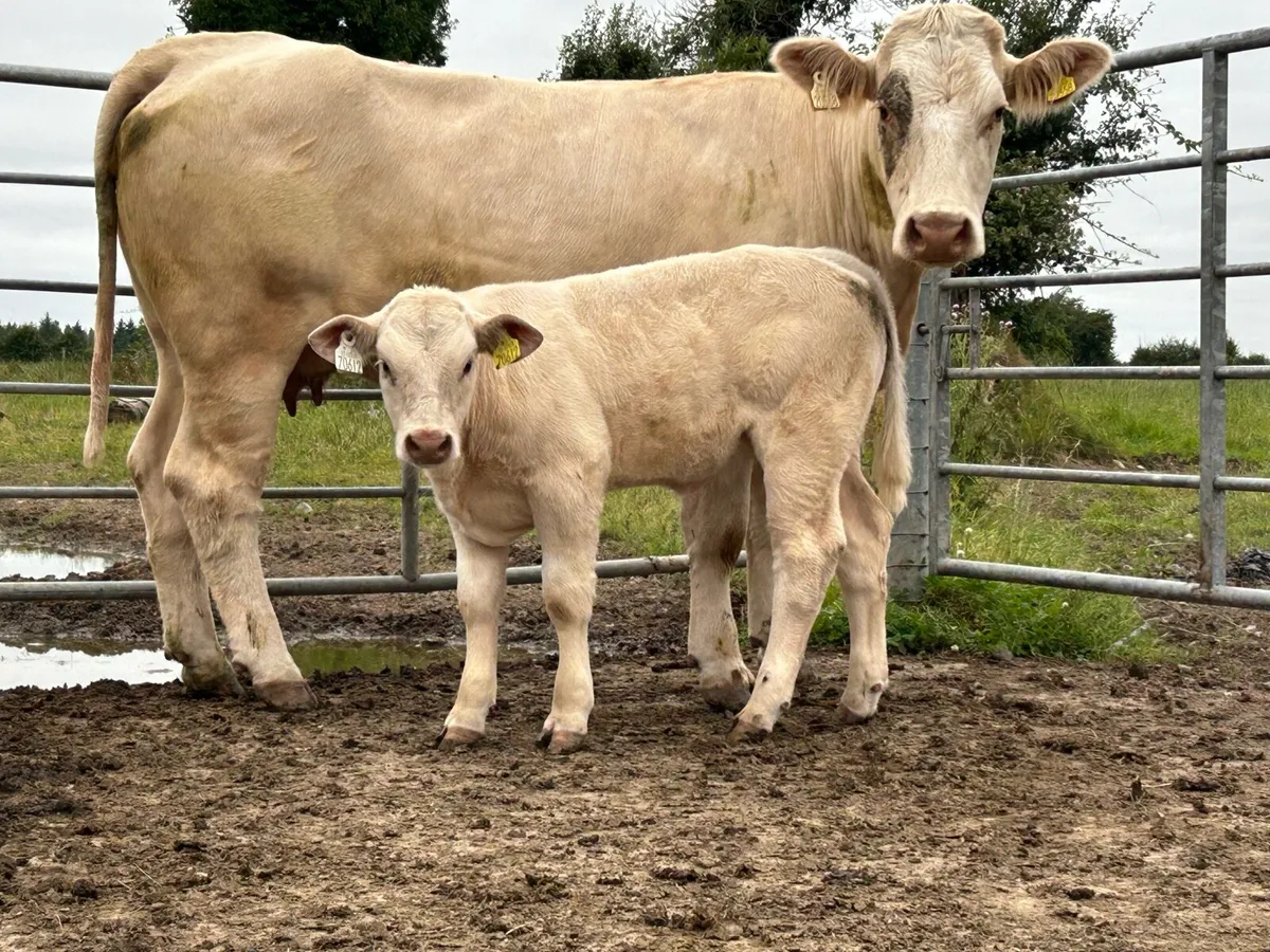 First calved heifer with u grade heifer calf - Image 1