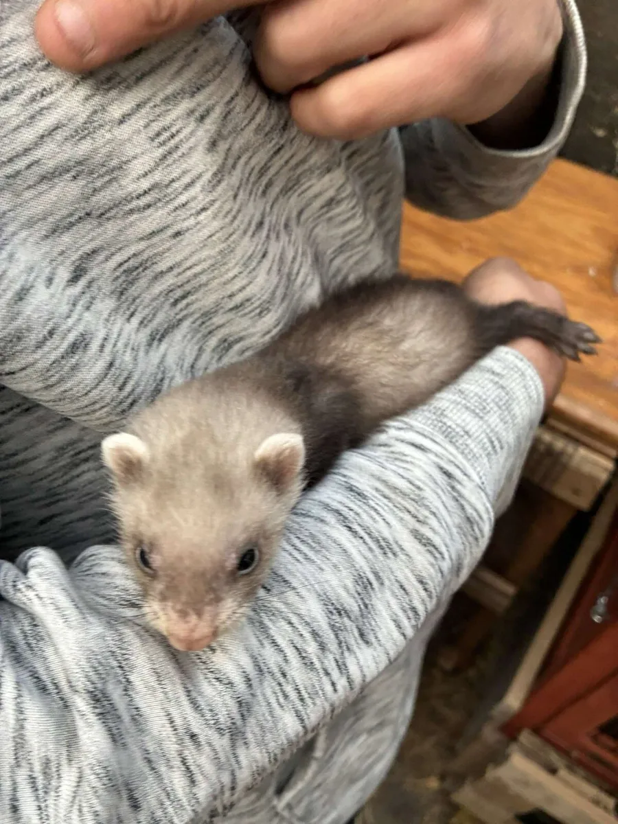 Ferrets - Image 1