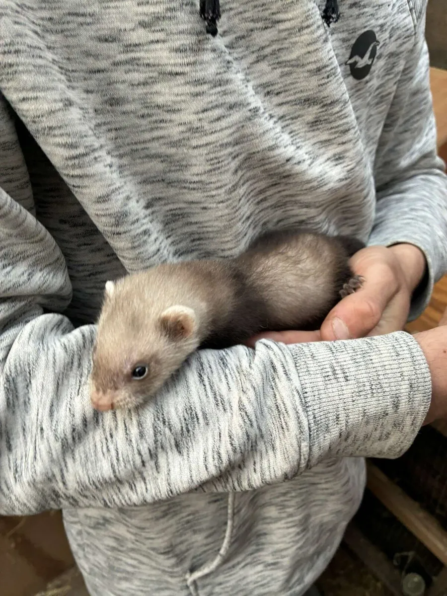 Ferrets - Image 2