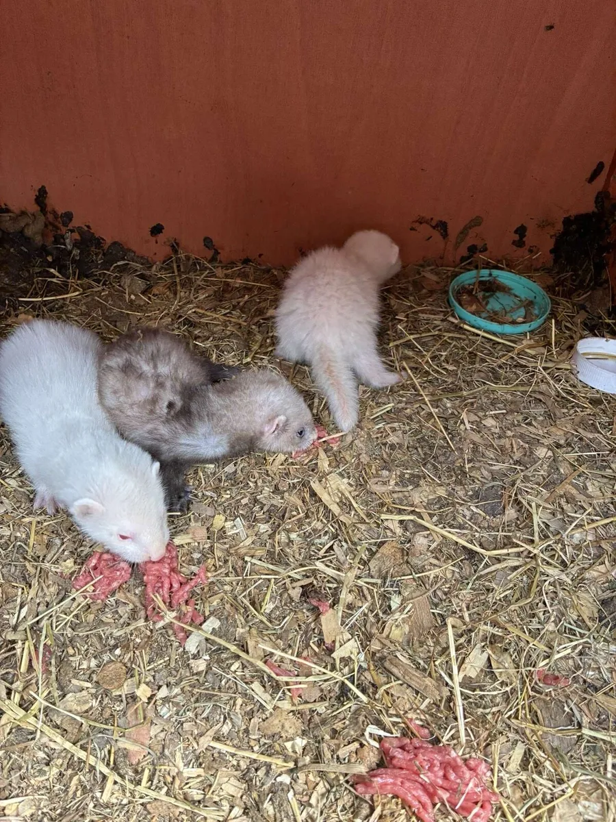 Ferrets - Image 4