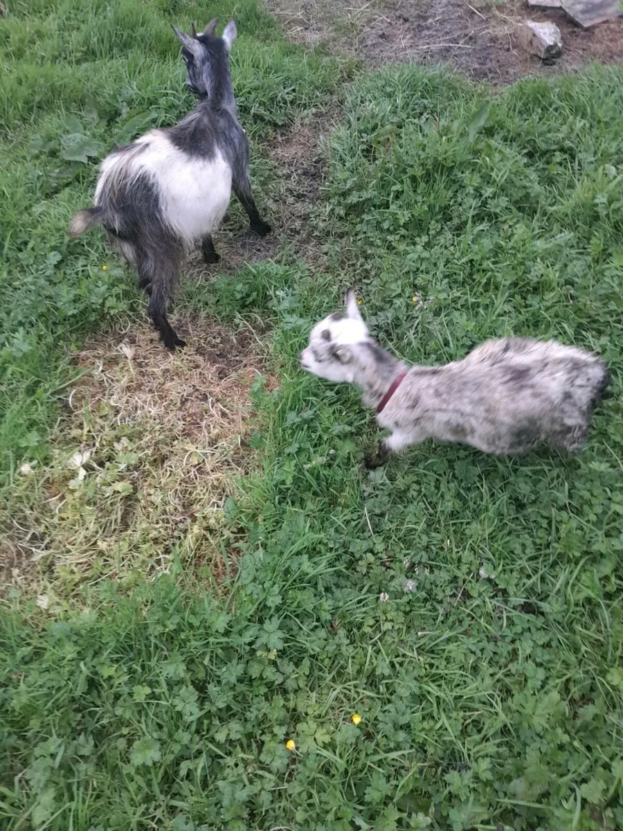 Pygmy goat's - Image 1