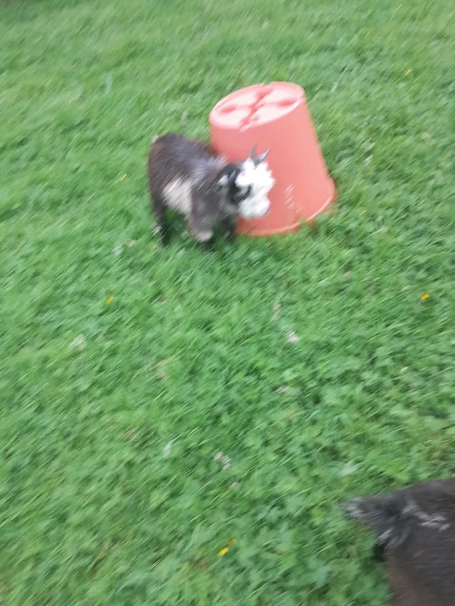 Pygmy goat's - Image 2