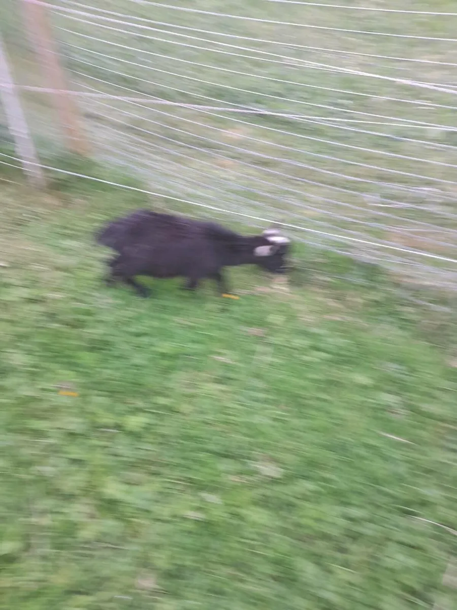 Pygmy goat's - Image 3