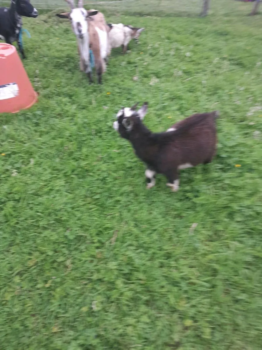 Pygmy goat's - Image 4