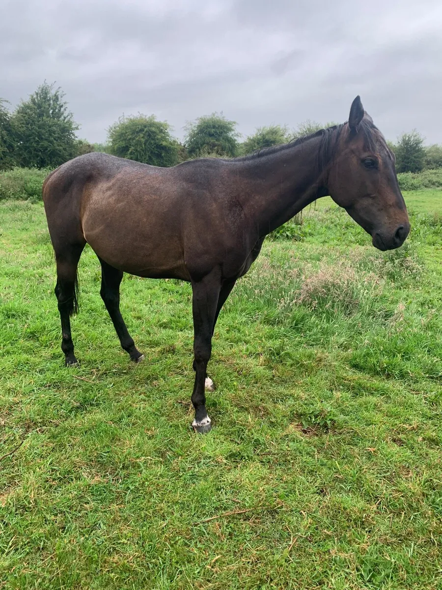 4 year old tb - Image 1