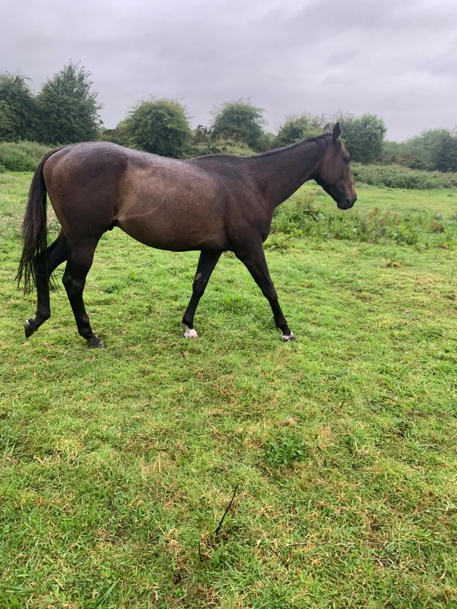 4 year old tb - Image 2