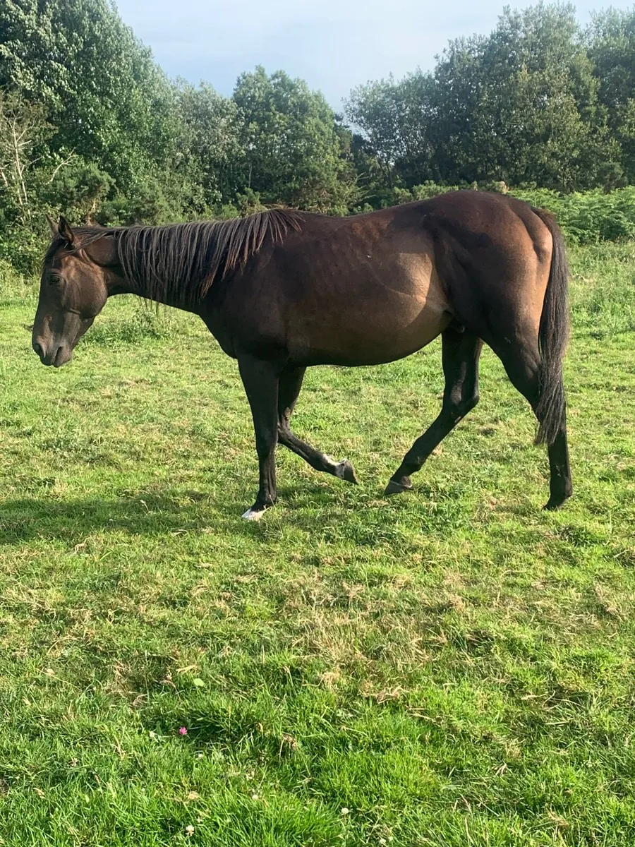 4 year old tb - Image 3