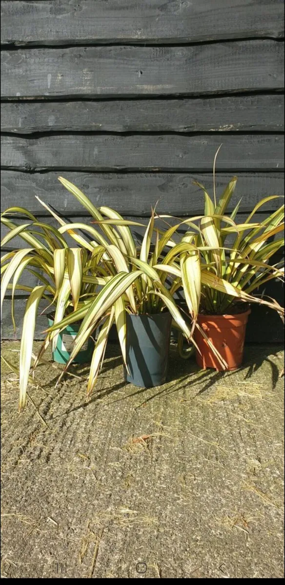 Phormium yellow wave - Image 1