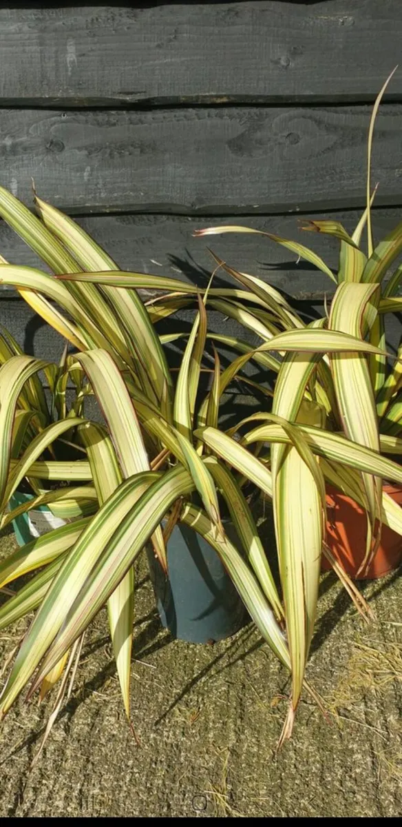Phormium yellow wave - Image 2