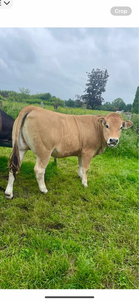Organic heifer - Image 2