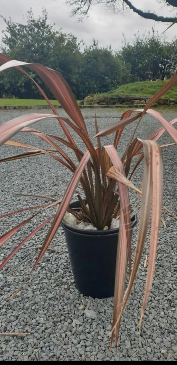 Phormium pink panther