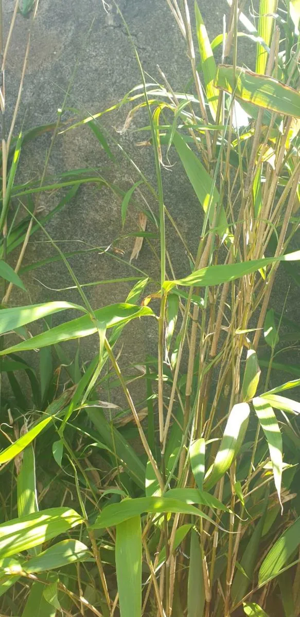 Bamboo - Image 1