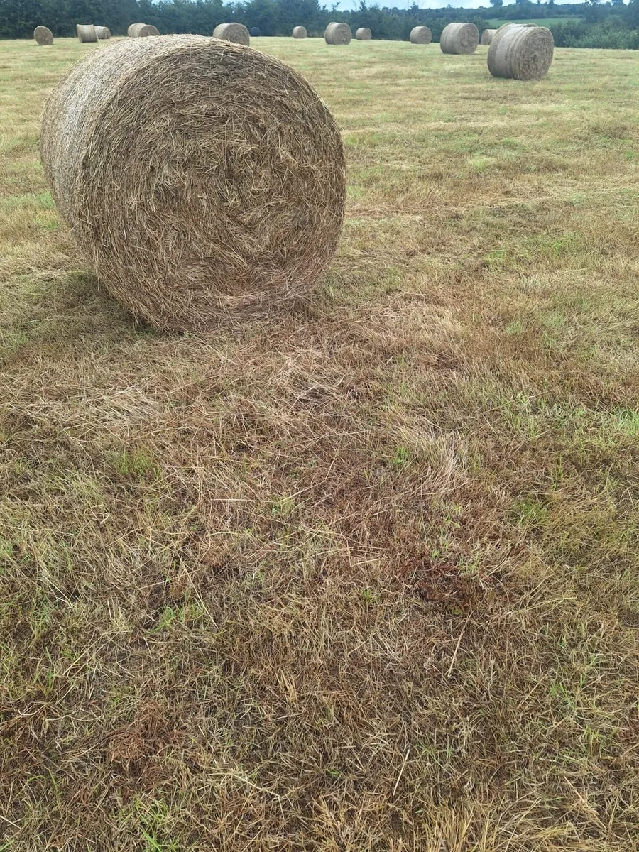 Hay - Image 2