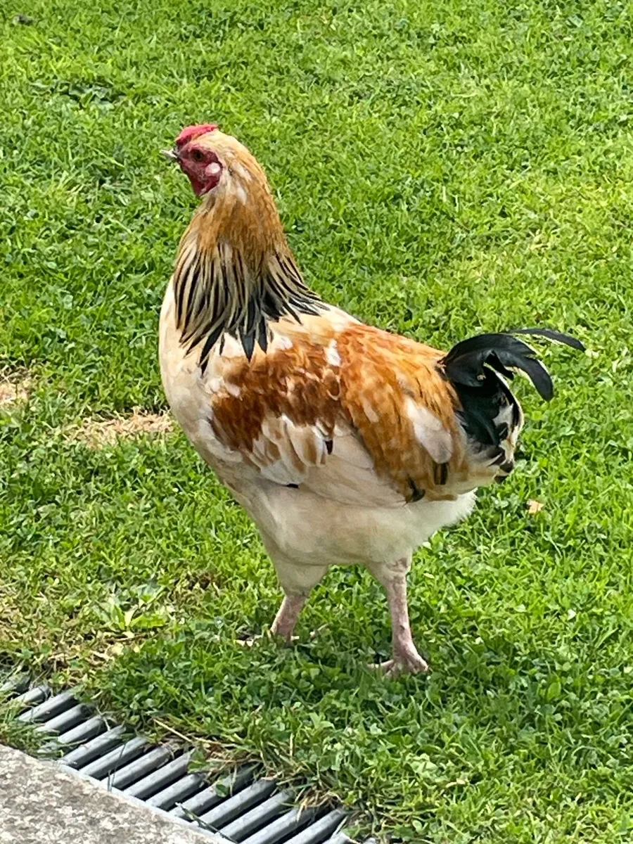 Rooster - Image 1