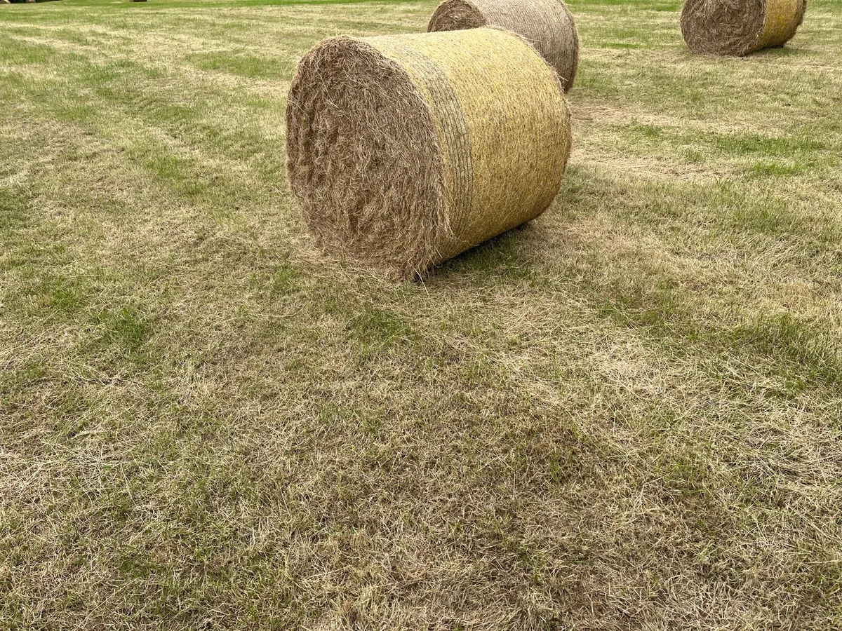Hay