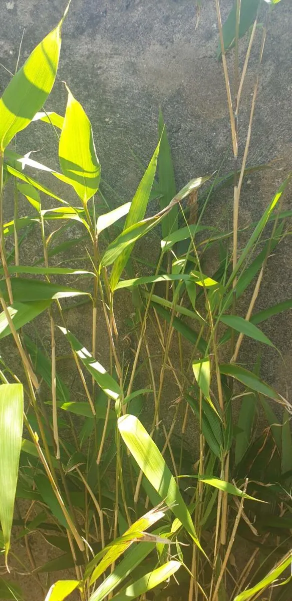 Bamboo - Image 2