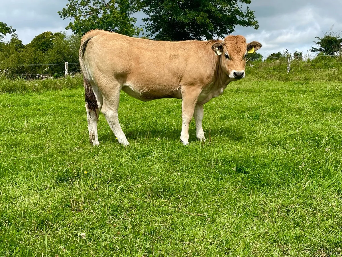 Organic heifer - Image 1