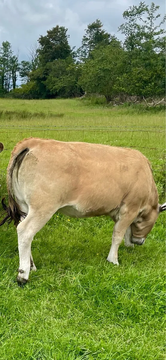Organic heifer - Image 2