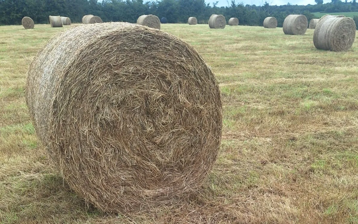 Hay - Image 3