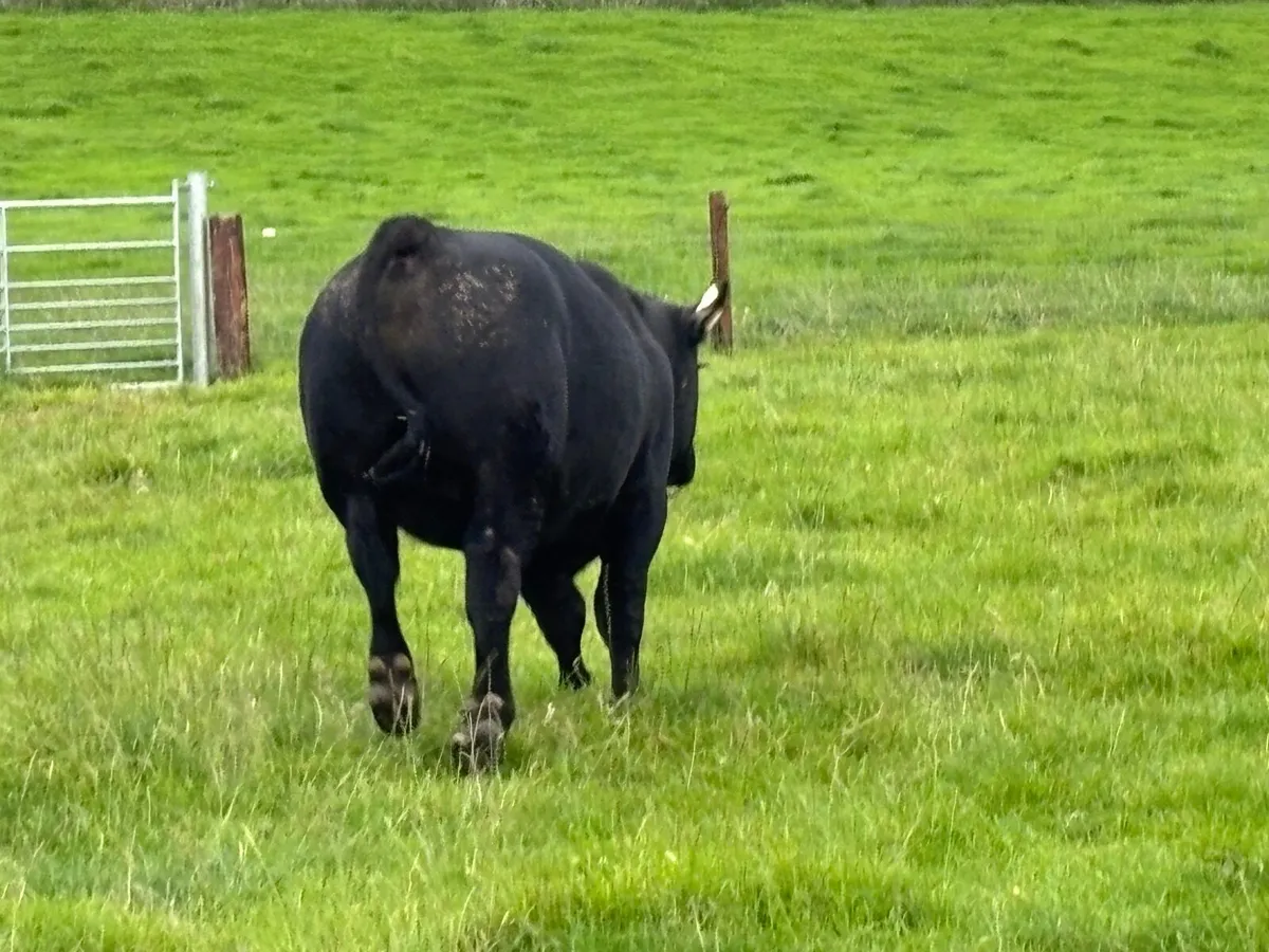 Angus bull for Sale - Image 2