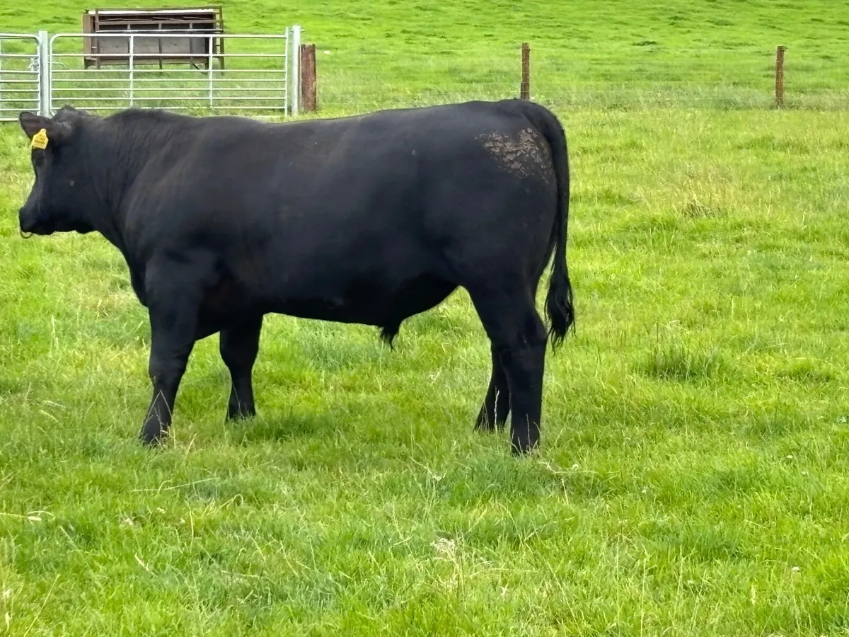 Angus bull for Sale - Image 3