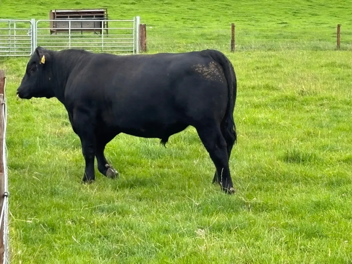 Angus bull for Sale - Image 4