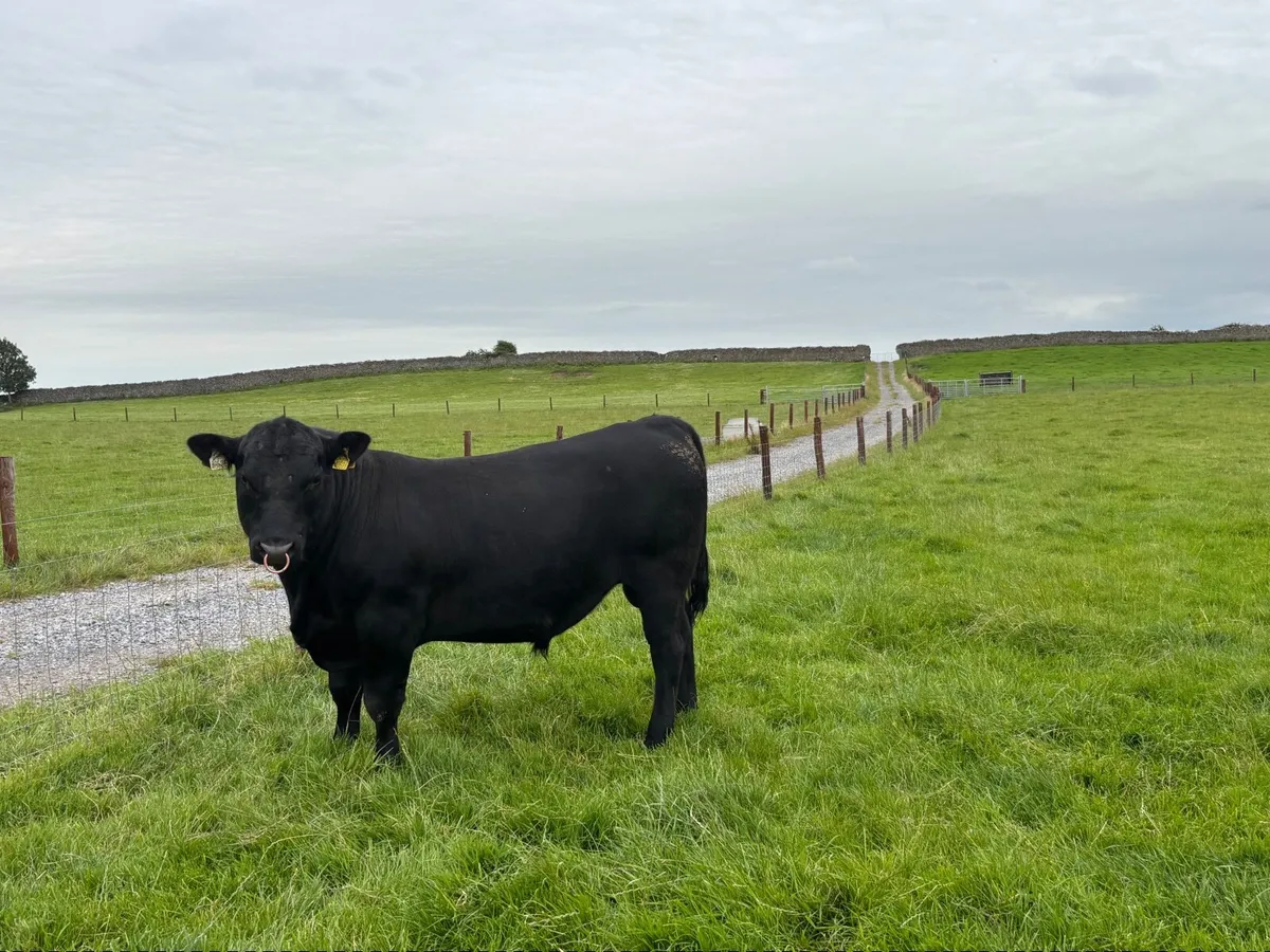 Angus bull for Sale - Image 1