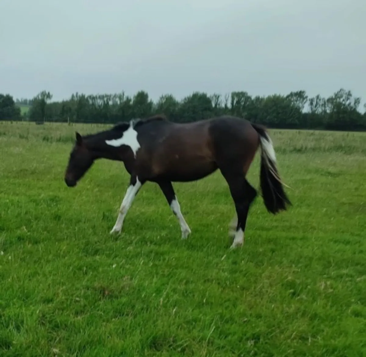 2 year old Filly - Image 2