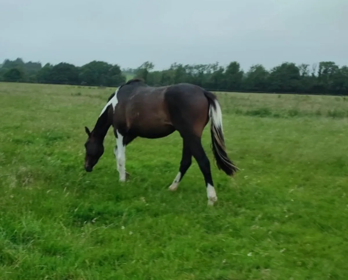 2 year old Filly - Image 4