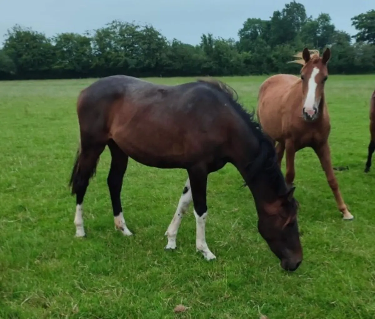 2 year old Filly - Image 1