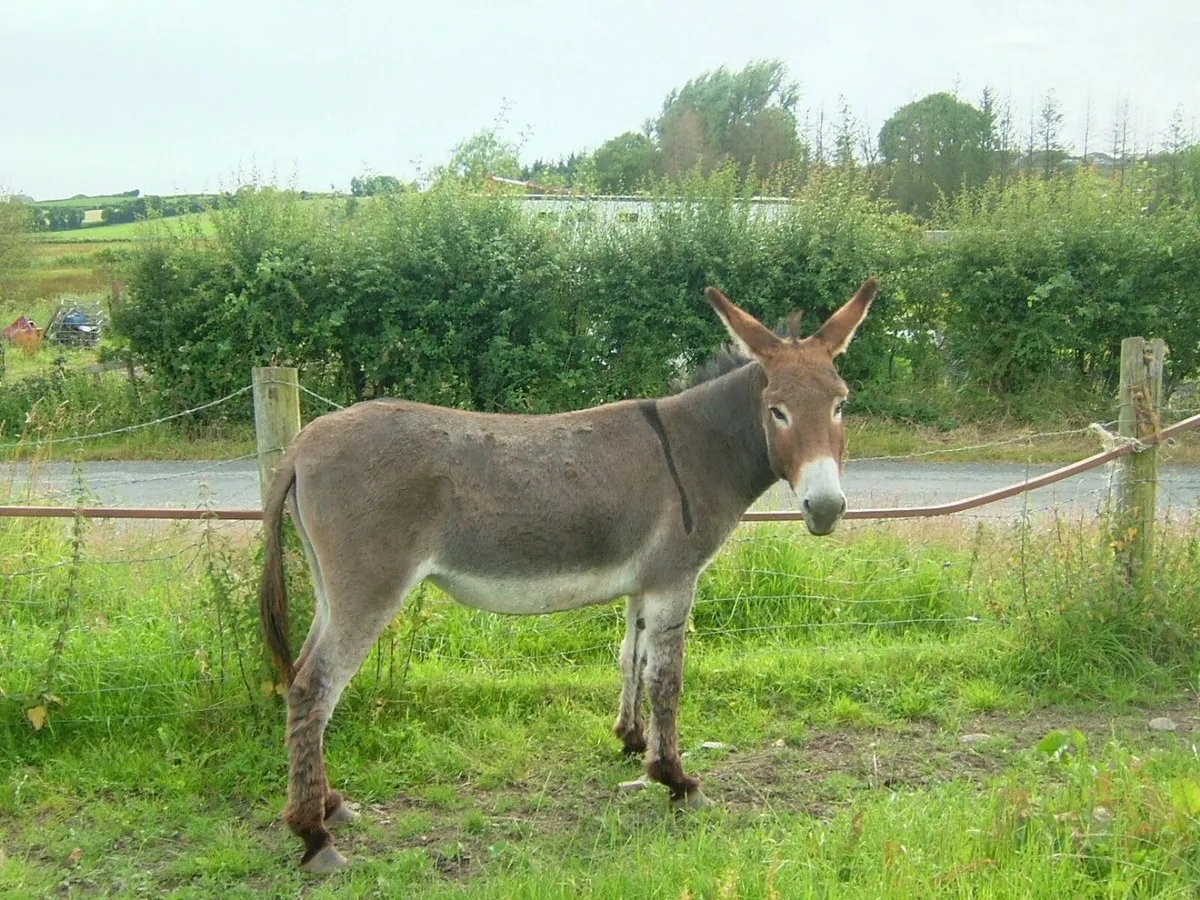 Donkey's - Image 1