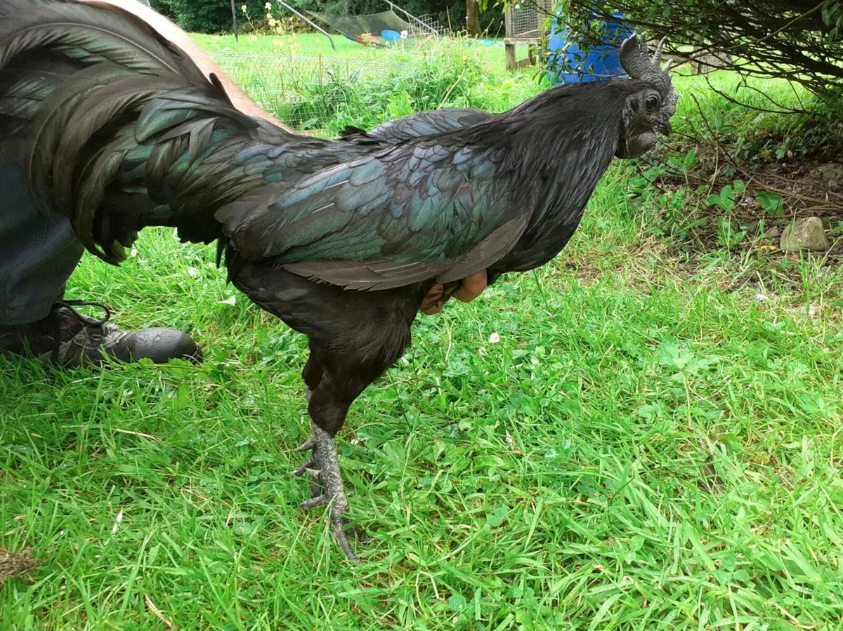 Ayam cemani - Image 2