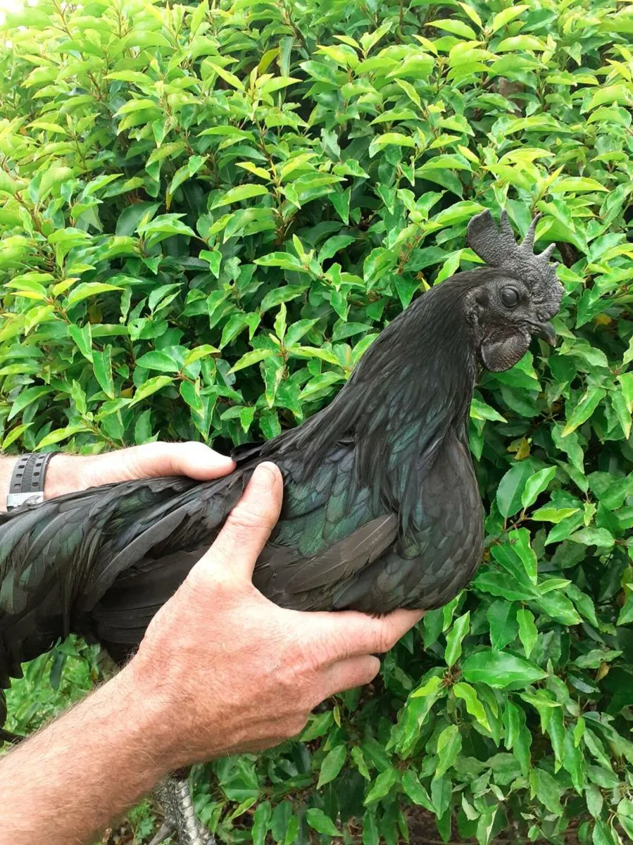 Ayam cemani - Image 1