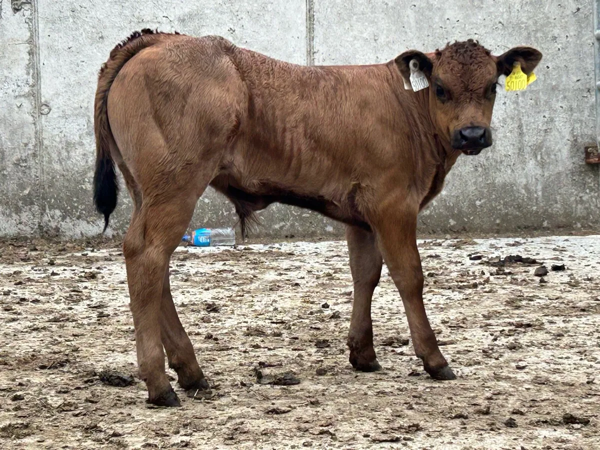 Super u grade limousin bull calf - Image 1